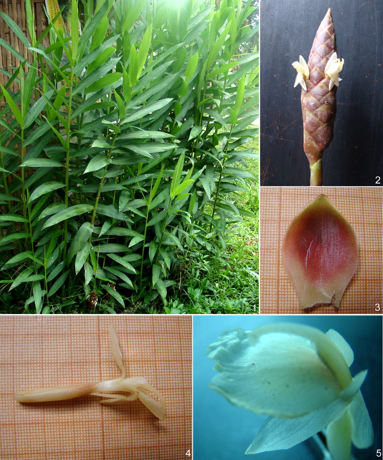 9.10.Zingibermontanum(Koenig)LinkexA.Dietr.–Gừngnúi_191104190420261.bmp