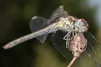 OIP(2)_013508091020251.jpg