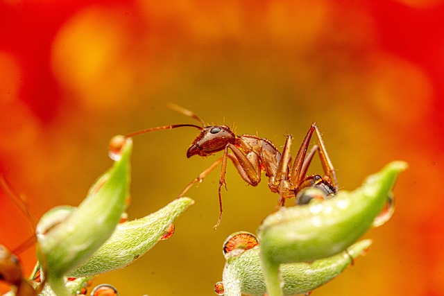ant-9061666_640_344408091020251.jpg