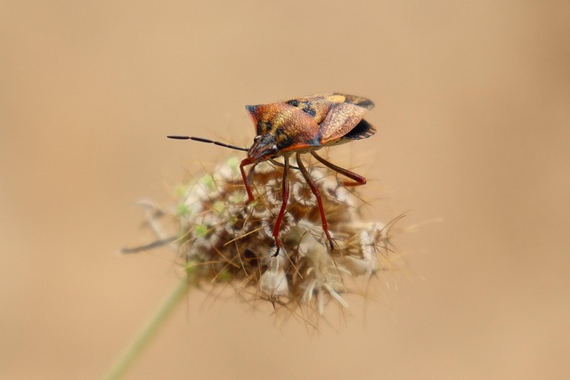 insect-8094667_640_394208091020251.jpg